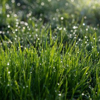 Mythes et réalités sur l'arrosage de la pelouse