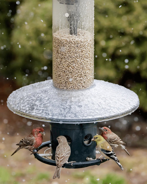 Protecteur contre les intempéries pour mangeoire Squirrel Buster Plus Brome Bird Care - Quincaillerie G.H. Berger